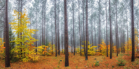 Hiawatha National Forest