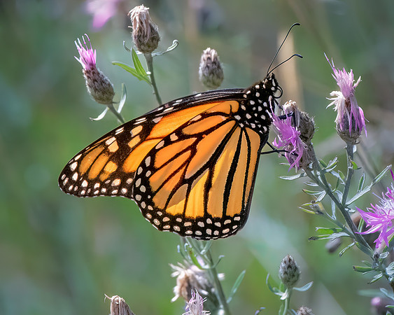 Monarch on Thistle
