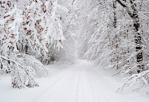 Snow covered trees on a rural Michigan road