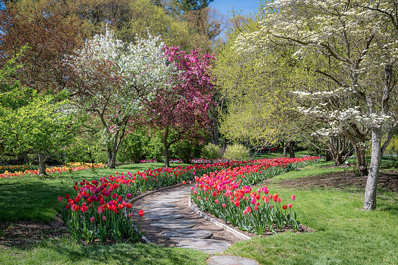 Dow Gardens Spring Path