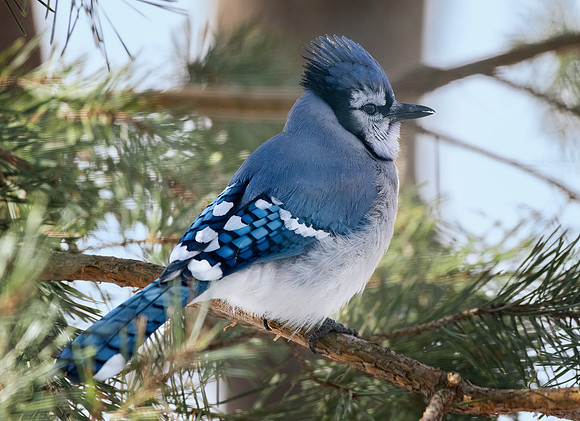 Blue Jay in a sunny pine