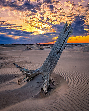Silver Lake Dunes Leaning Stump Sunset