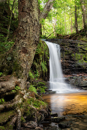 Rock River Falls-Tree Roots