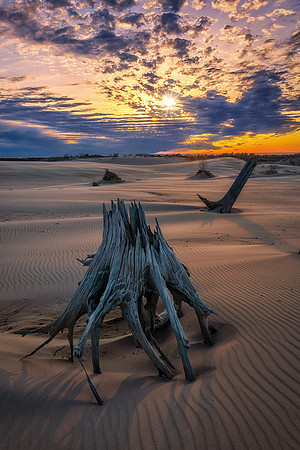 Silver Lake Dunes-Ghost Stumps and rippling Sands