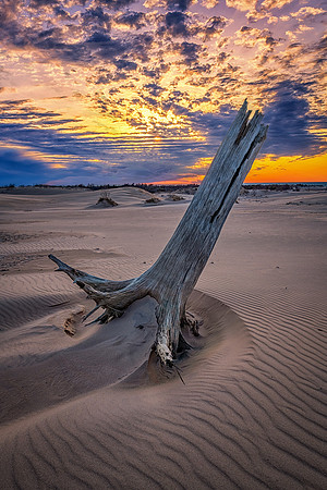 Silver Lake Dunes Leaning Stump Sunset