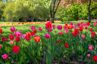 Sunlit Tulips at Dow Gardens
