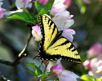 Tiger Swallowtail on the Apple Blossoms