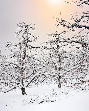 Winter Apple Orchard Sunrise