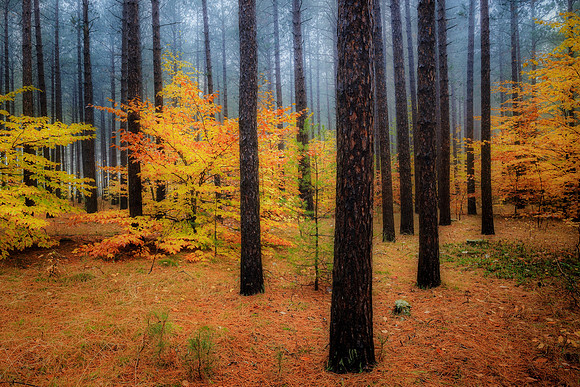 Foggy Hiawatha National Forest - ( Autumn Gallery )