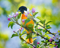 Oriole in the apple blossoms
