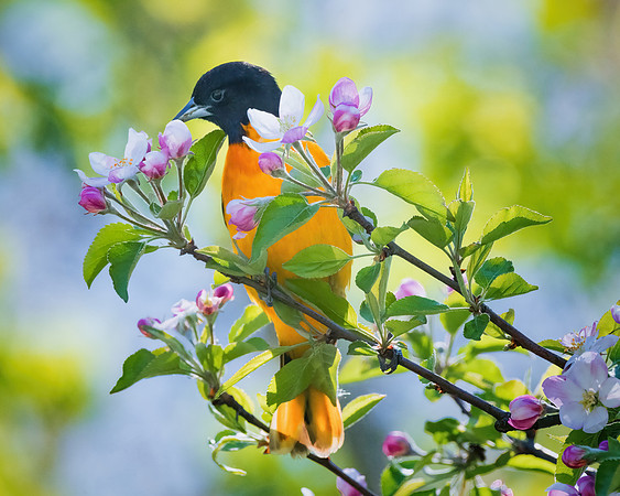 Oriole in the apple blossoms
