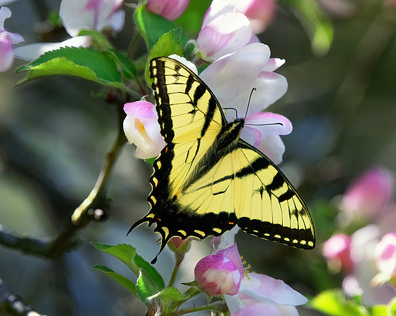 Tiger Swallowtail on the Apple Blossoms