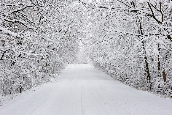 Snow blanketed trees on a rural Michigan road