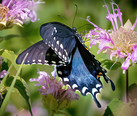 Black Swallowtail Butterfly