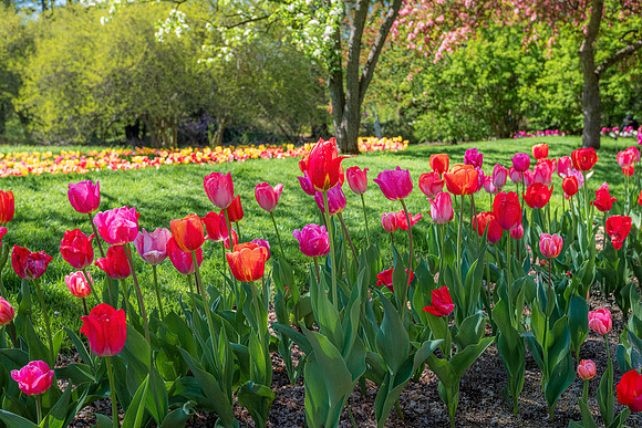 Sunlit Tulips at Dow Gardens