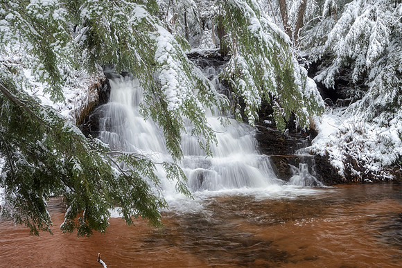 Snow laden pines at Morgan Falls