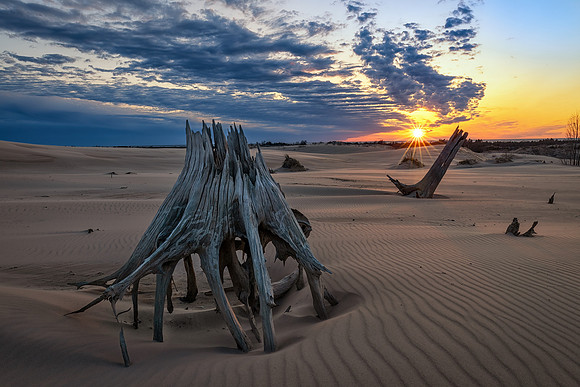 Silver Lake Dunes, ghost forest at sunset
