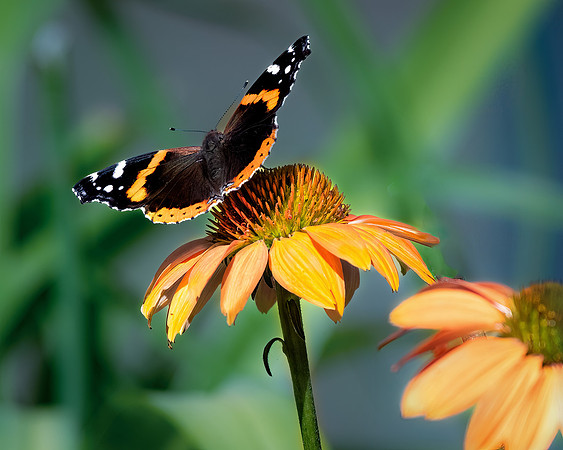 butterfly on a coneflower