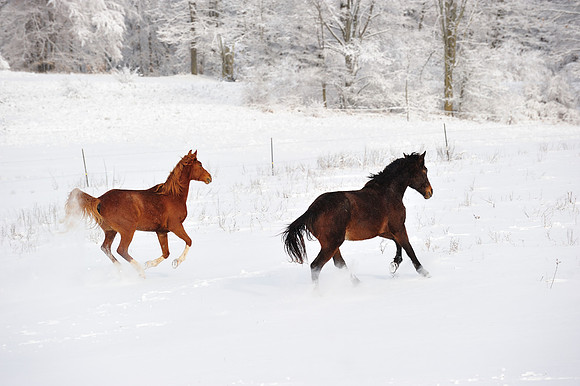 Horses running in the snow after a snow storm