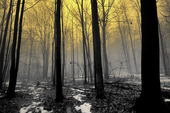 "Foggy Forest Dawn" Lower Michigan Winter